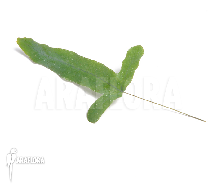 Phlebodium aureum mandaianum