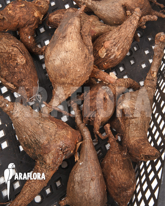 Phyllanthus mirabilis &lsquo;S&rsquo;