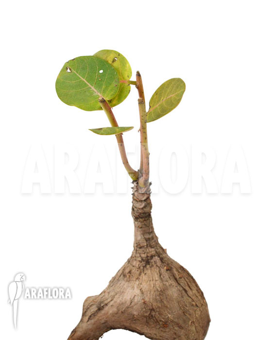 Phyllanthus mirabilis &lsquo;S&rsquo;