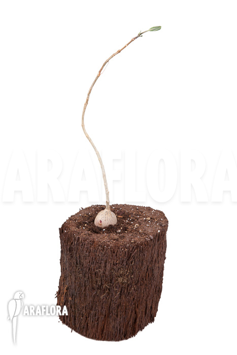 Phyllanthus mirabilis &lsquo;Starter&rsquo;