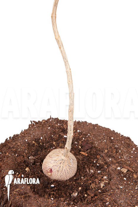 Phyllanthus mirabilis &lsquo;Starter&rsquo;