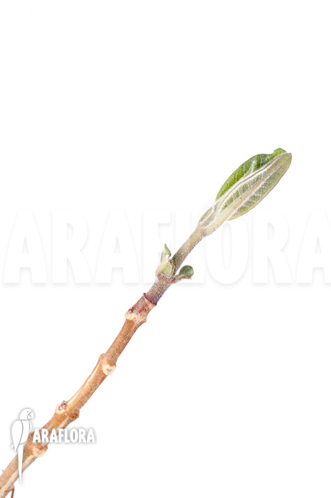 Phyllanthus mirabilis &lsquo;Starter&rsquo;