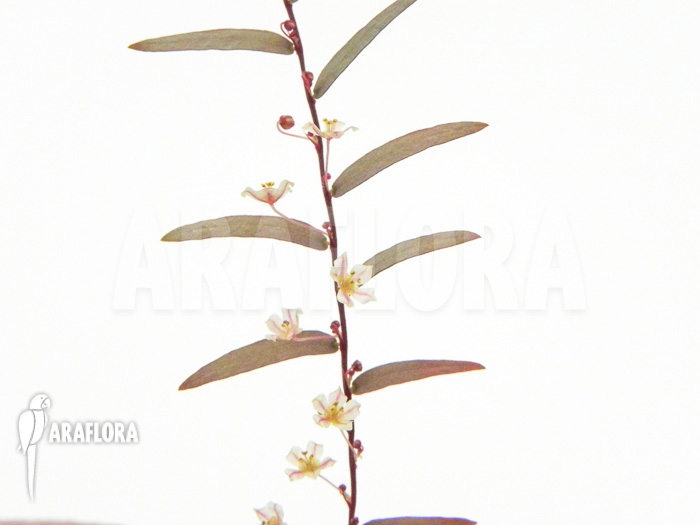 Phyllanthus species 1