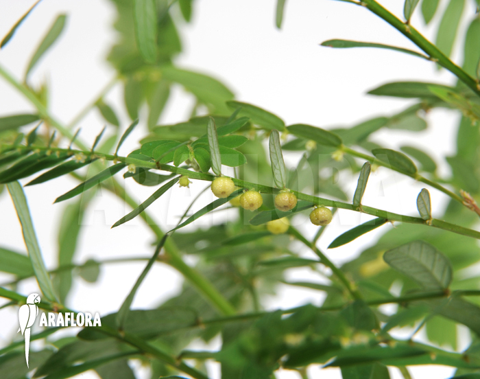 Phyllanthus urinaria