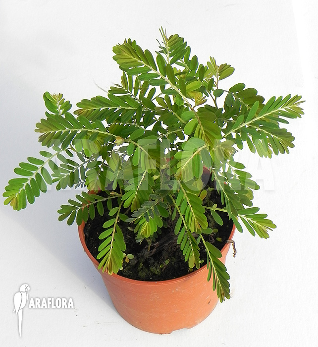 Phyllanthus urinaria