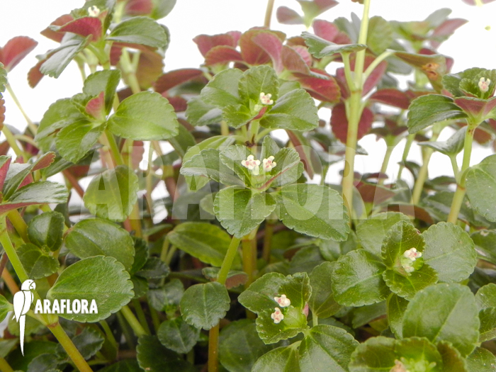 Pilea aff nummulariifolia