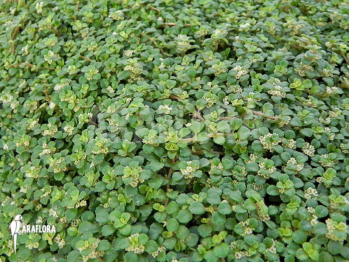 Pilea depressa