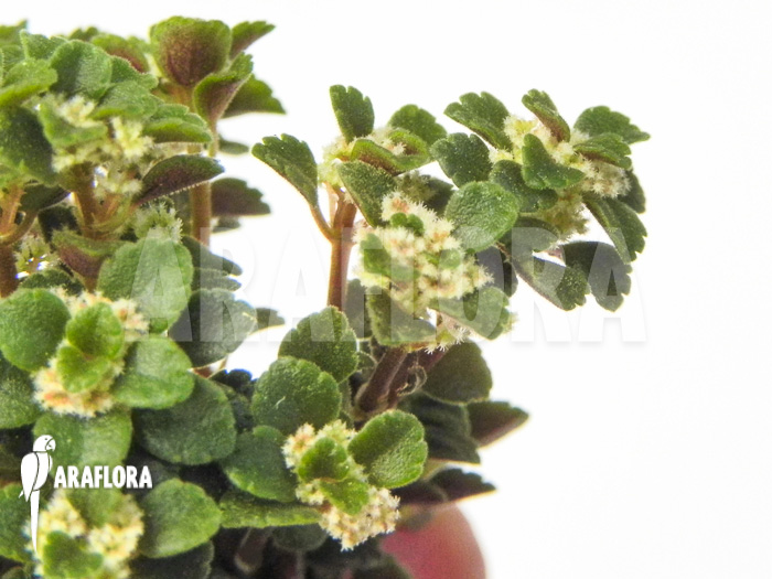Pilea depressa