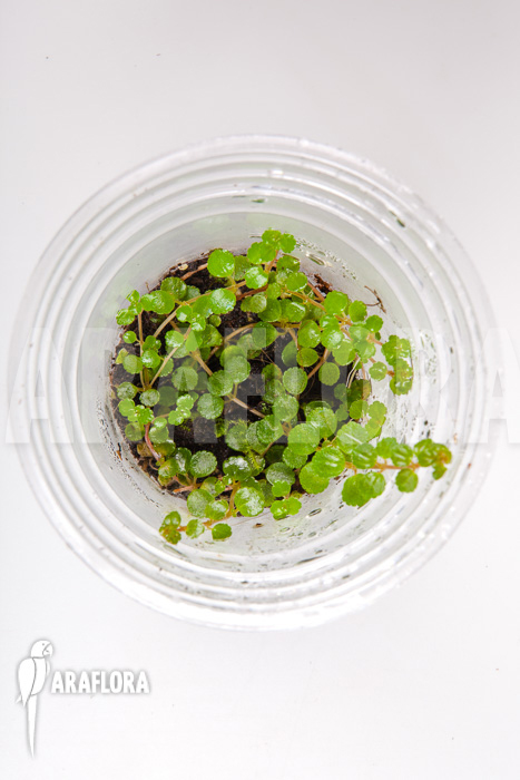 Pilea depressa &lsquo;Starter&rsquo;