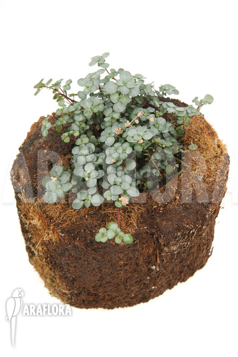 Pilea glauca &lsquo;M&rsquo;