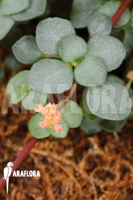 Pilea glauca &lsquo;M&rsquo;