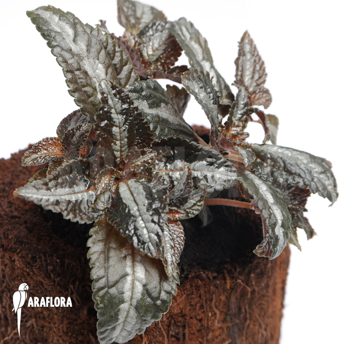 Pilea involucrata &lsquo;Liner&rsquo;