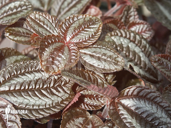 Pilea involucrata &lsquo;Liner&rsquo;