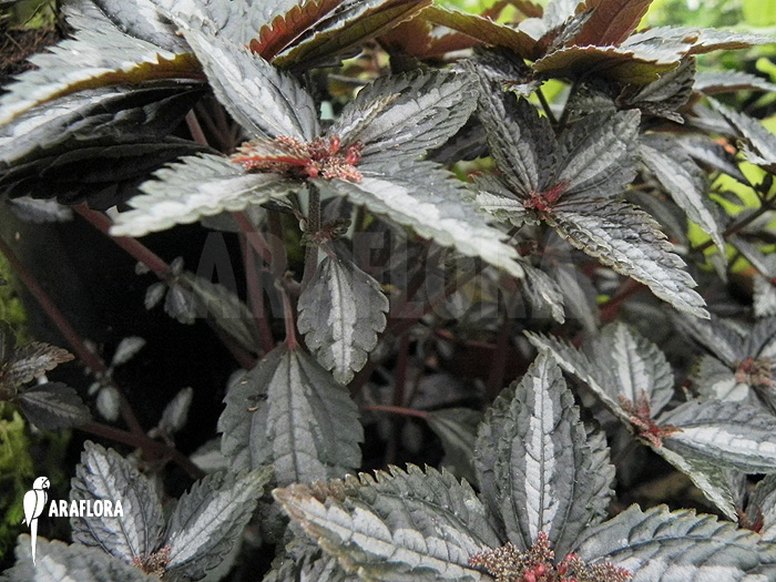 Pilea involucrata &lsquo;Liner&rsquo;