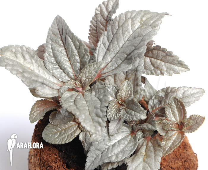 Pilea involucrata &lsquo;Silver&rsquo;