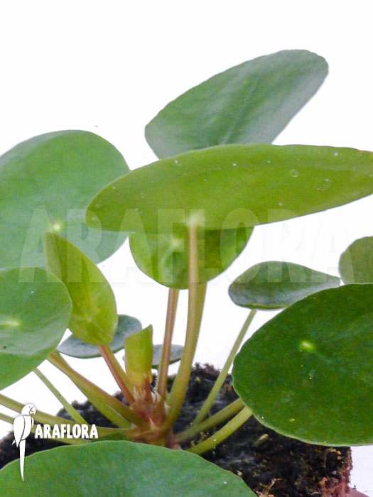 Pilea peperomioides Starter