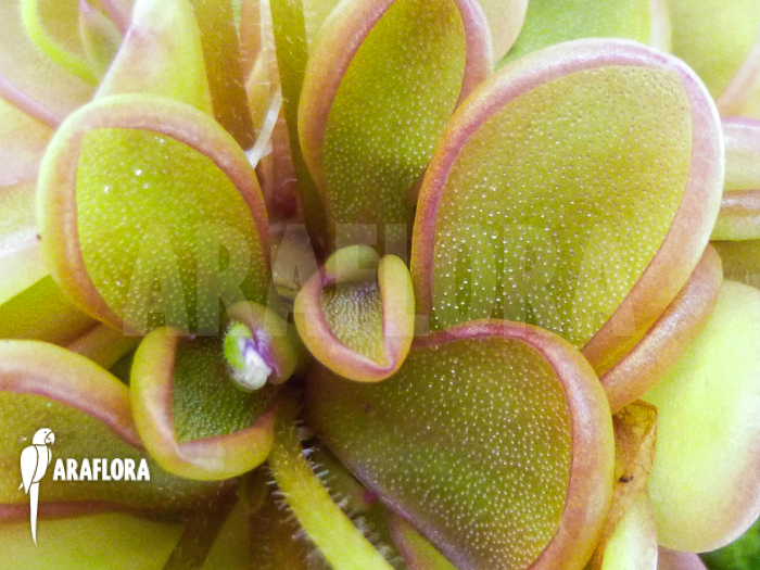 Pinguicula emarginata