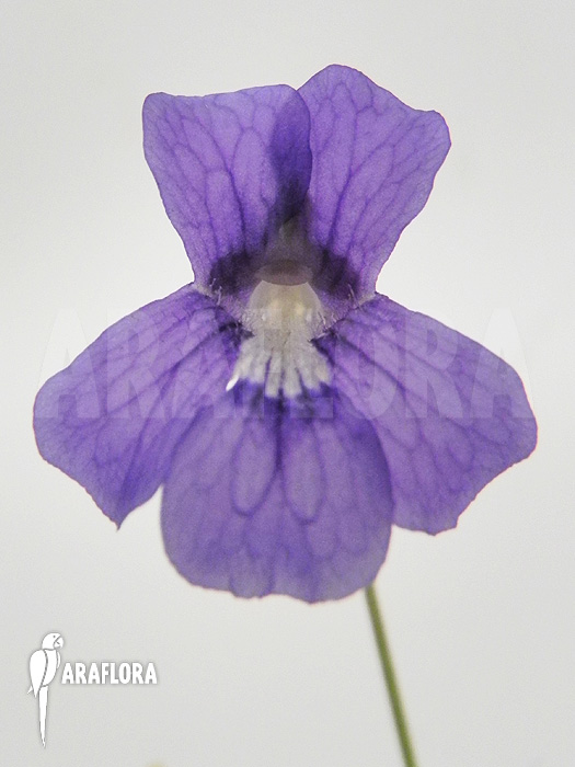 Pinguicula grandiflora &lsquo;Flower&rsquo;