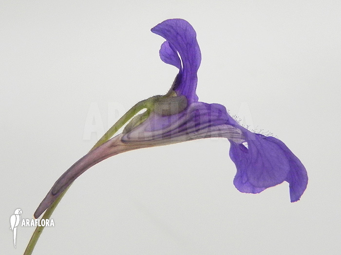 Pinguicula grandiflora &lsquo;Flower&rsquo;