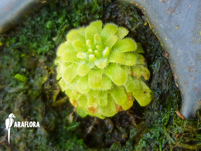 Pinguicula gypsicola starter