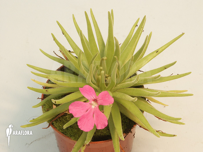 Pinguicula gypsicola x moctezumae