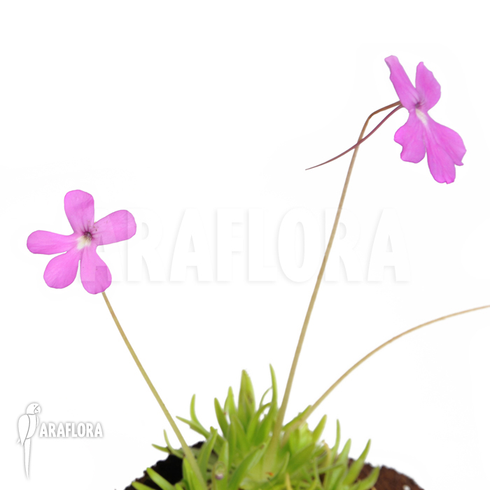 Pinguicula gypsicola x moctezumae