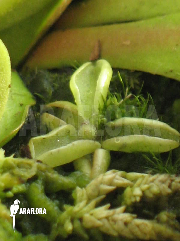 Pinguicula lusitanica