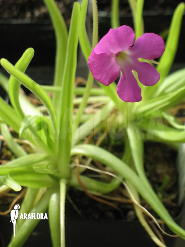 Pinguicula moctezumae