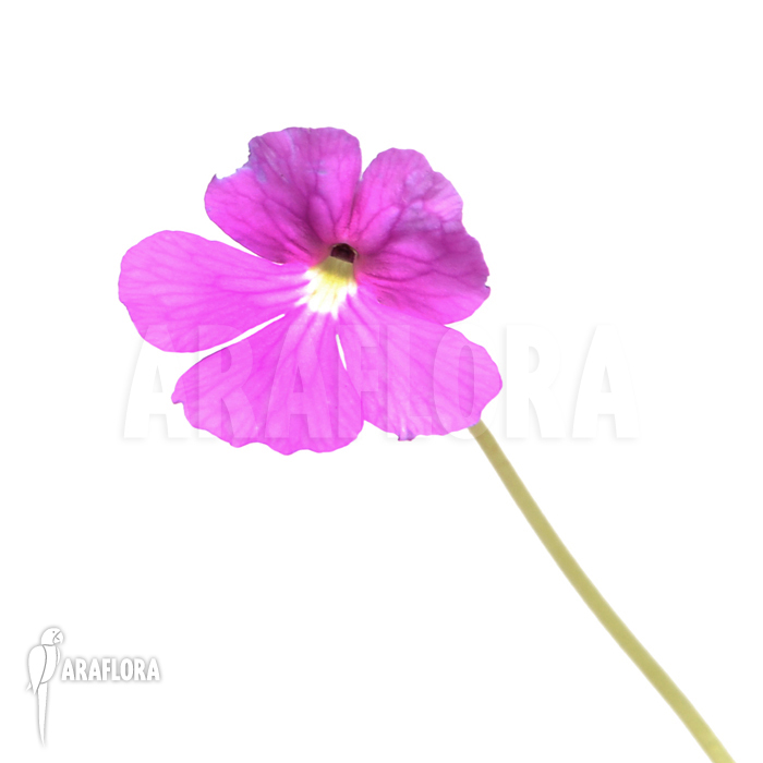 Pinguicula moctezumae x emerginata