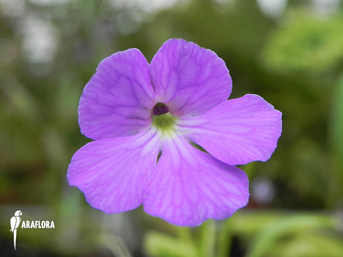 Pinguicula moctezumae x &lsquo;Gigantea&rsquo;