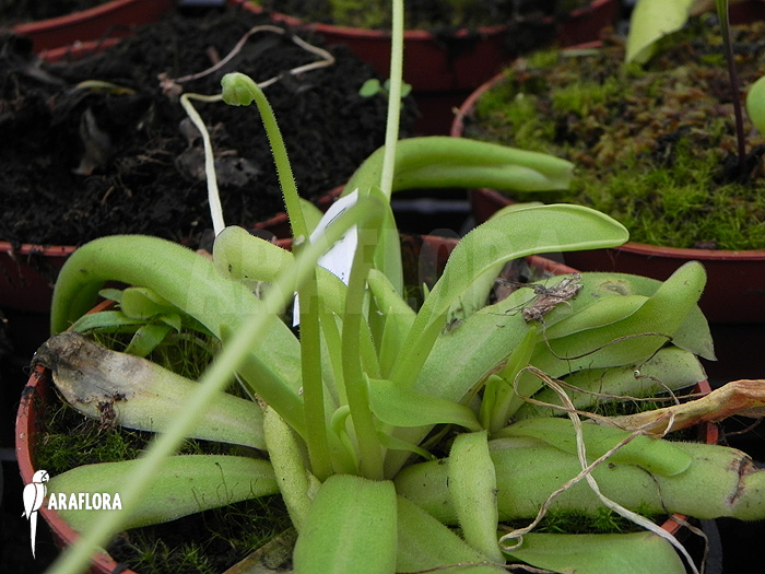 Pinguicula moctezumae x &lsquo;Gigantea&rsquo;
