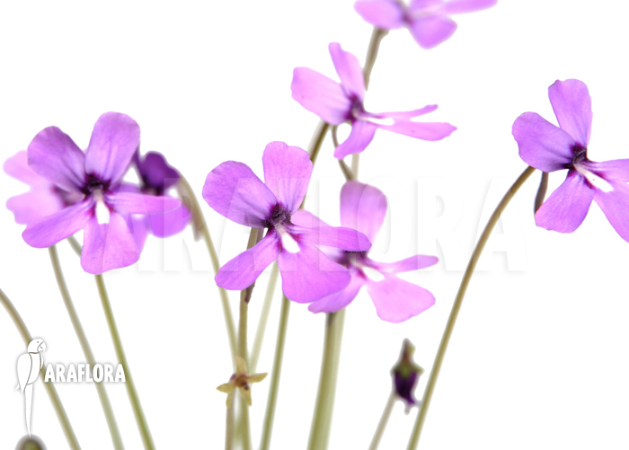 Pinguicula moranensis