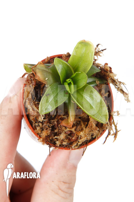 Pinguicula planifolia