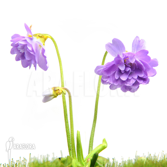 Pinguicula primuliflora &lsquo;Rose&rsquo;