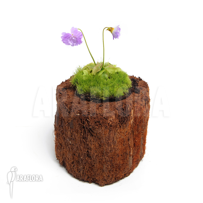 Pinguicula primuliflora &lsquo;Rose&rsquo;