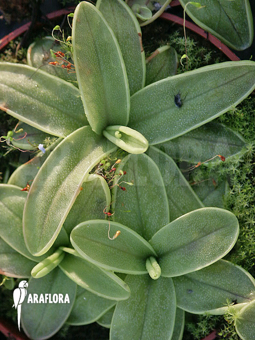 Pinguicula primuliflora &lsquo;Rose&rsquo;