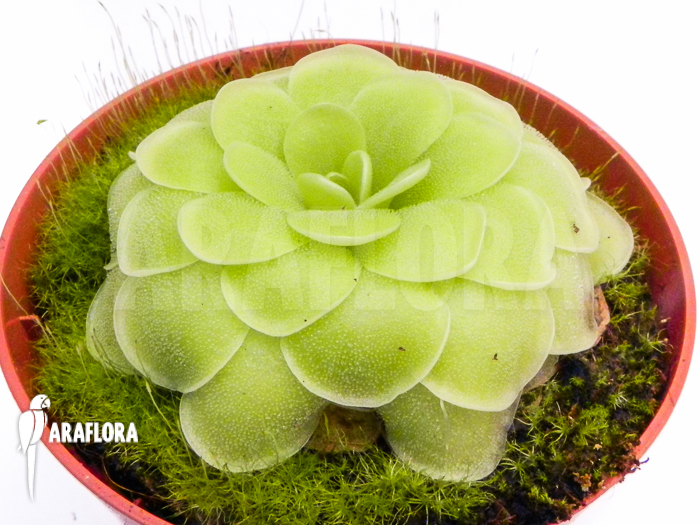Pinguicula x &lsquo;Tina&rsquo;