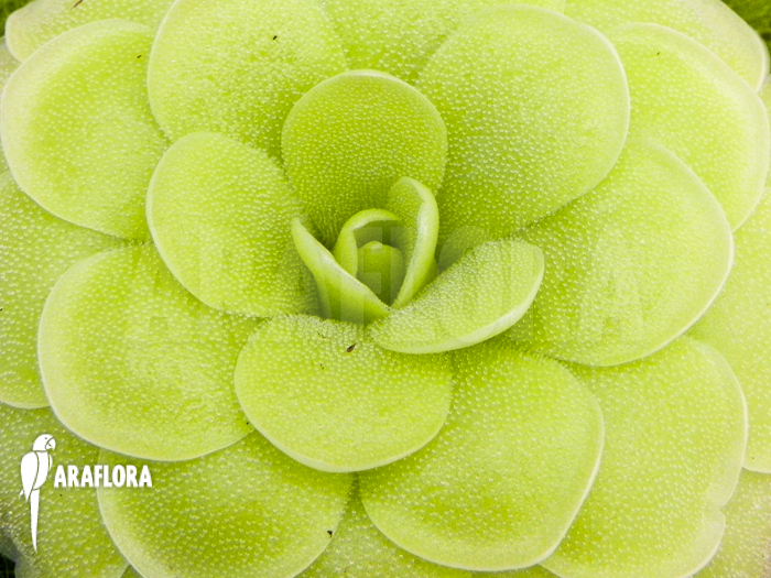 Pinguicula x &lsquo;Tina&rsquo;