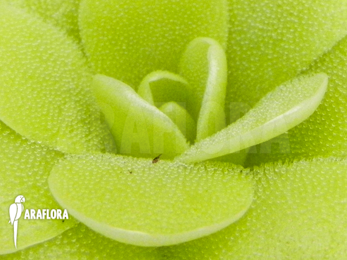Pinguicula x &lsquo;Tina&rsquo;