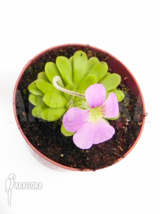 Pinguicula x &lsquo;Tina&rsquo;