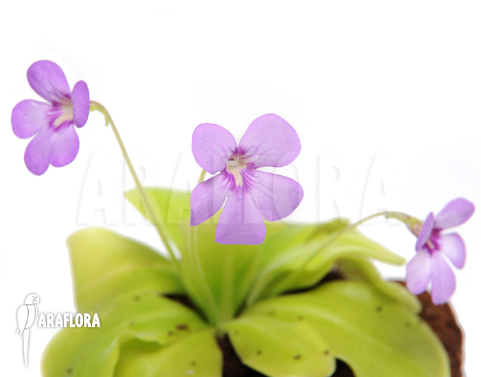 Pinguicula x &lsquo;Tina&rsquo;