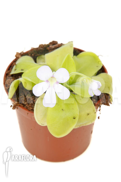 Pinguicula x &lsquo;Weser&rsquo; &lsquo;Alba&rsquo;