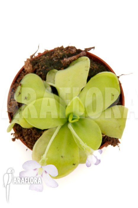 Pinguicula x &lsquo;Weser&rsquo; &lsquo;Alba&rsquo;