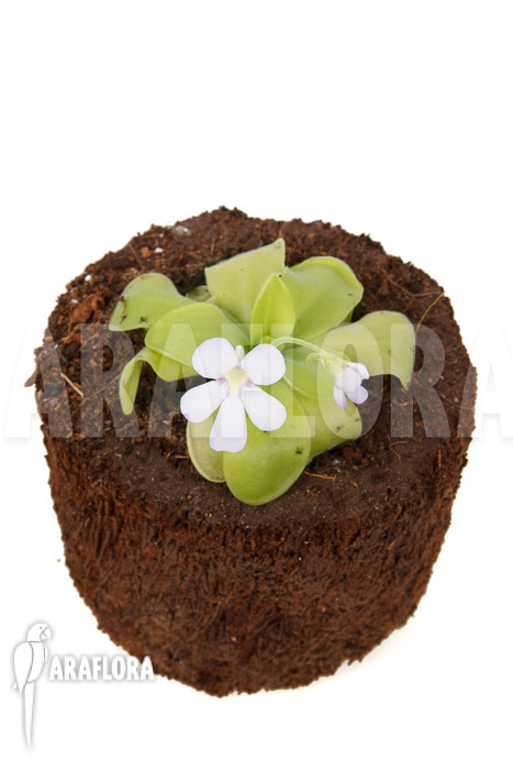 Pinguicula x &lsquo;Weser&rsquo; &lsquo;Alba&rsquo;