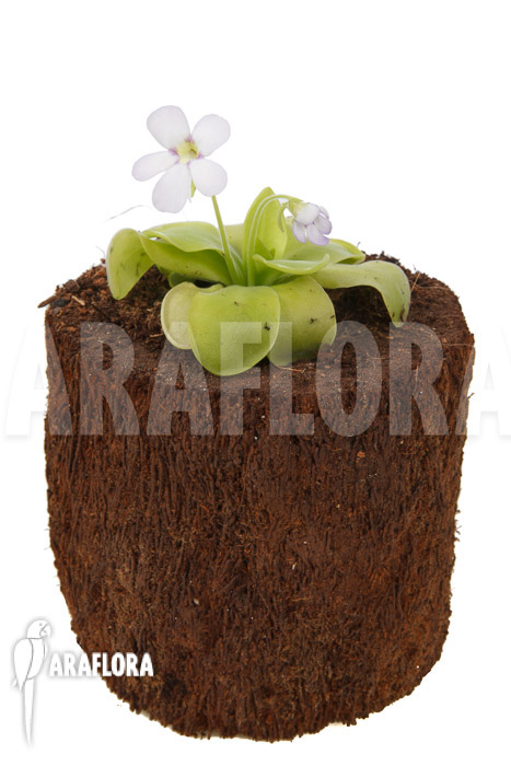 Pinguicula x &lsquo;Weser&rsquo; &lsquo;Alba&rsquo;