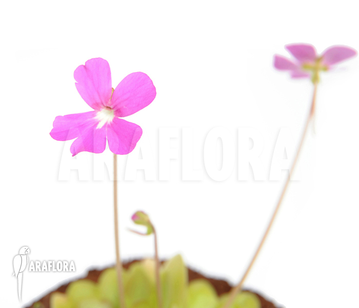 Pinguicula x &lsquo;Weser&rsquo;