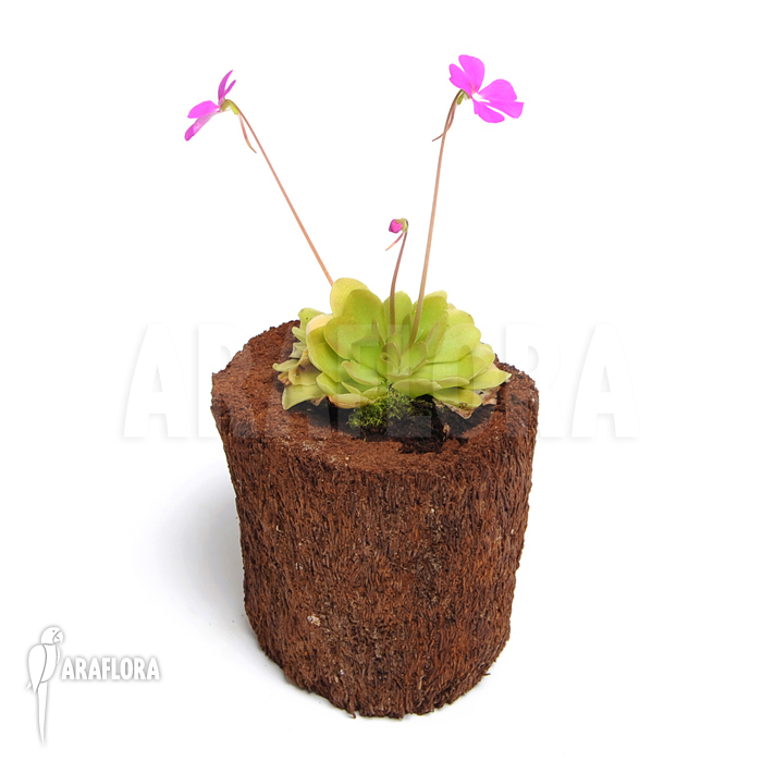 Pinguicula x &lsquo;Weser&rsquo;