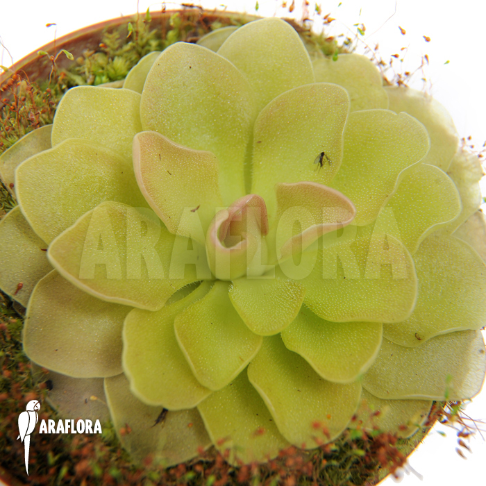 Pinguicula x &lsquo;Weser&rsquo;