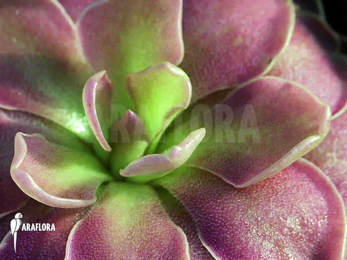 Pinguicula x &lsquo;Weser&rsquo;