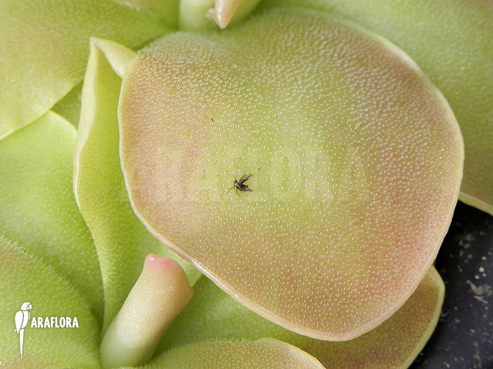 Pinguicula x &lsquo;Weser&rsquo;